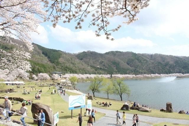 【桜・見ごろ】土師ダム