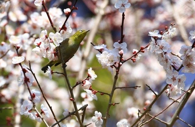 【花・見ごろ】四国村ミウゼアムの梅