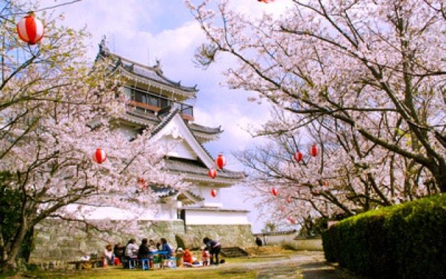 【桜・見ごろ】妙見山