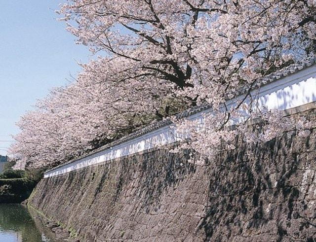 【桜・見ごろ】月隈公園