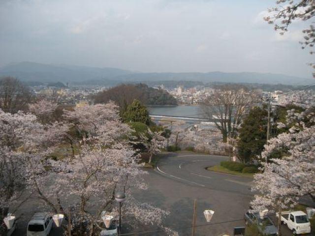 【桜・見ごろ】鏡坂公園