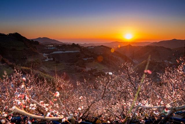 紀州石神田辺梅林  開園