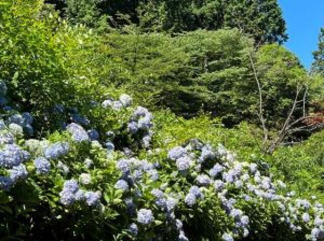 【あじさい・見ごろ】塩ヶ森ふるさと公園