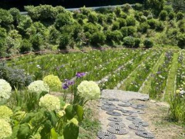 【花・見ごろ】白猪の滝登り口　花菖蒲