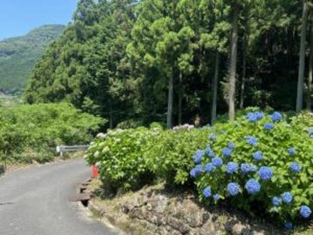 【あじさい・見ごろ】白猪の滝登り口