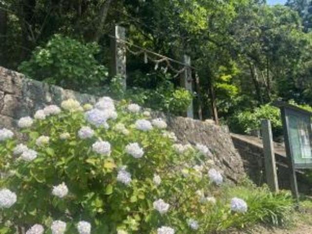 【あじさい・見ごろ】惣河内神社