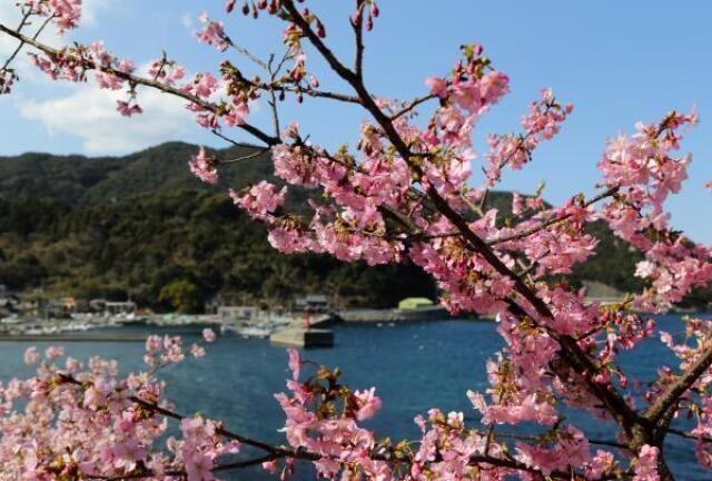 【桜・見ごろ】四浦半島の河津桜