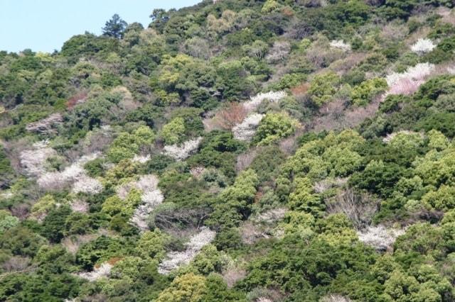 【桜・見ごろ】綾の照葉樹林