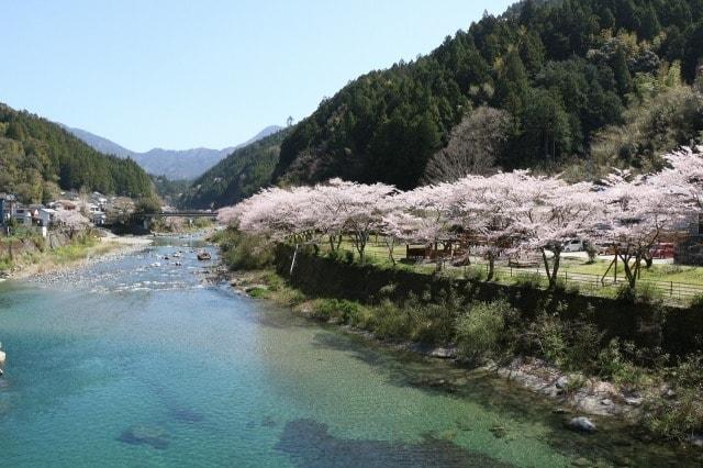 【桜・見ごろ】仁淀川町ふれあい公園
