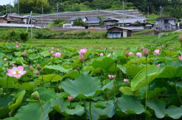 【花・見ごろ】万葉の里のハス