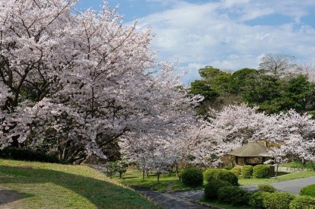 【桜・見ごろ】ときわ公園