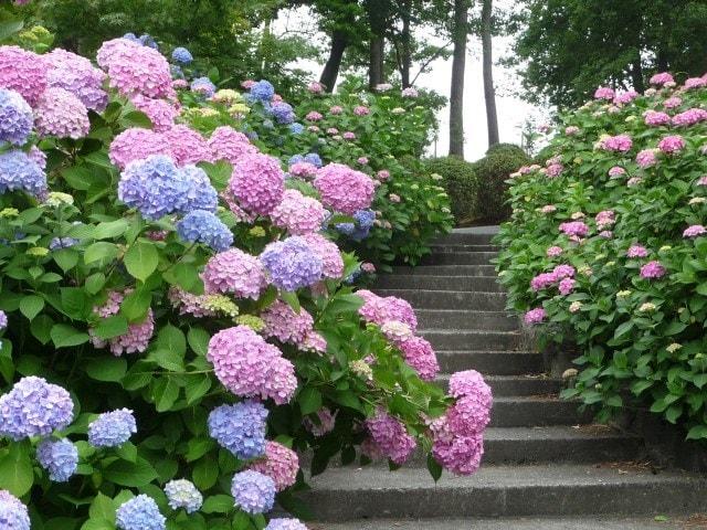 【あじさい・見ごろ】ときわ公園
