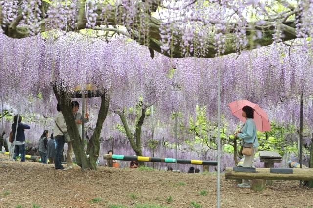 千財農園　フジ園　フジ鑑賞