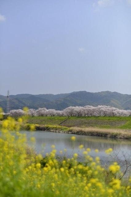 【桜・見ごろ】新船小屋堤防桜並木