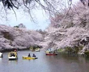 【桜・見ごろ】井の頭恩賜公園