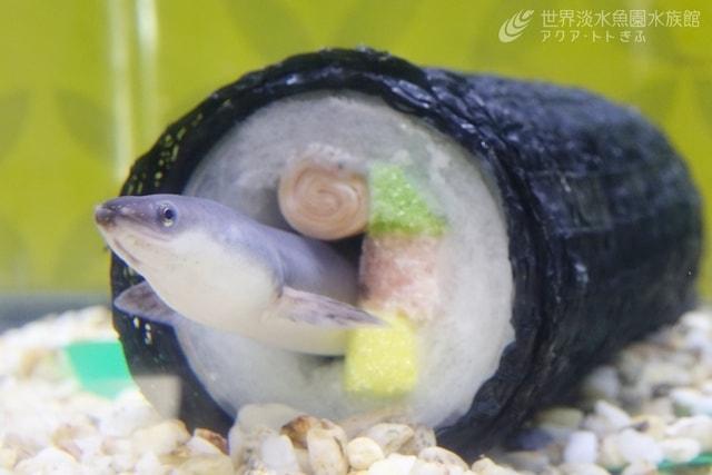 テーマ水槽『福を巻き込む　ウナギの恵方巻』