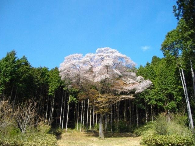 【桜・見ごろ】金松桜