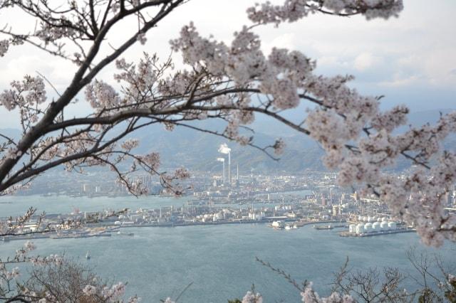 【桜・見ごろ】太華山