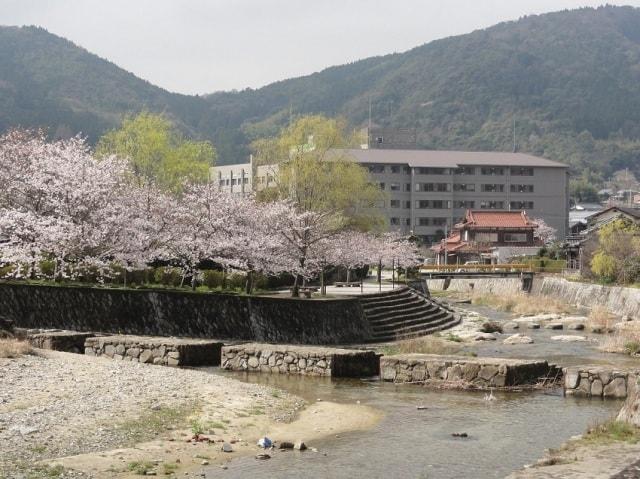 【桜・見ごろ】湯野公園 サン・サンロード