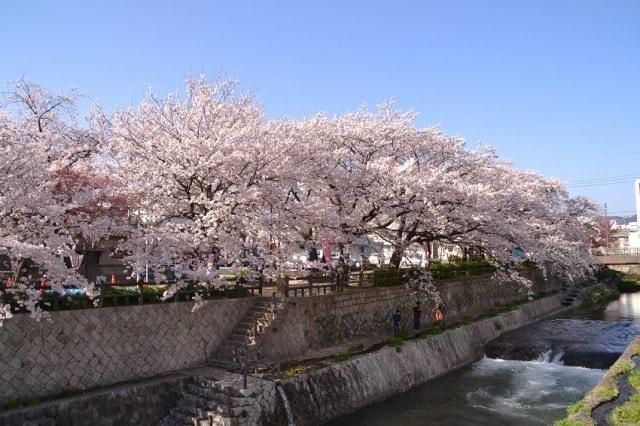 【桜・見ごろ】東川緑地公園