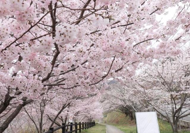 【桜・見ごろ】前山ダム周辺