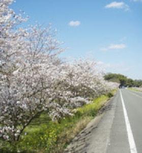 【桜・見ごろ】千間土居公園