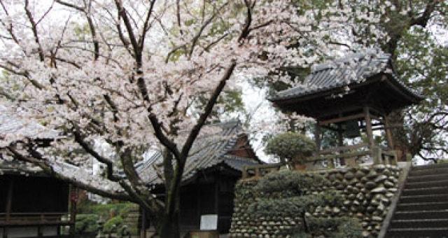 【桜・見ごろ】無量寿院