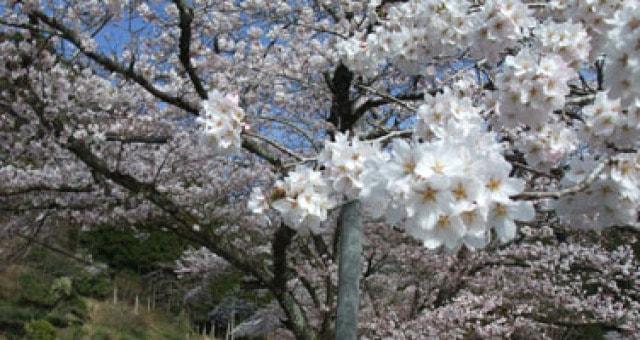 【桜・見ごろ】日向神ダム湖畔の千本桜