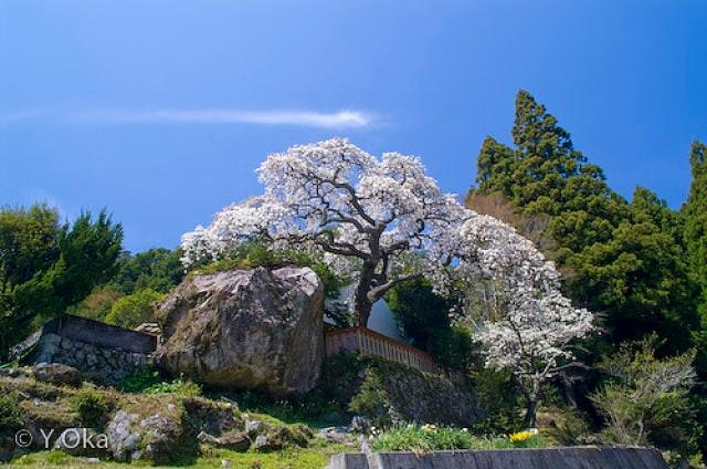 【桜・見ごろ】上葛川の兵太郎桜