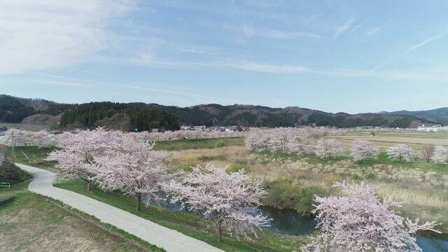 【桜・見ごろ】芋川桜づつみ