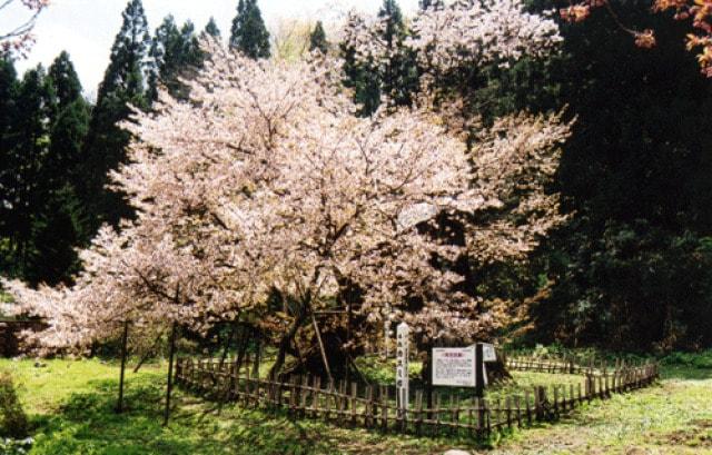 【桜・見ごろ】葛岡のカスミ桜