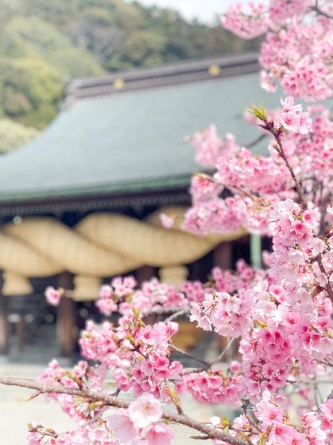 【桜・見ごろ】宮地嶽神社