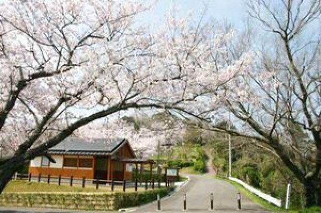 【桜・見ごろ】塔ノ峰公園