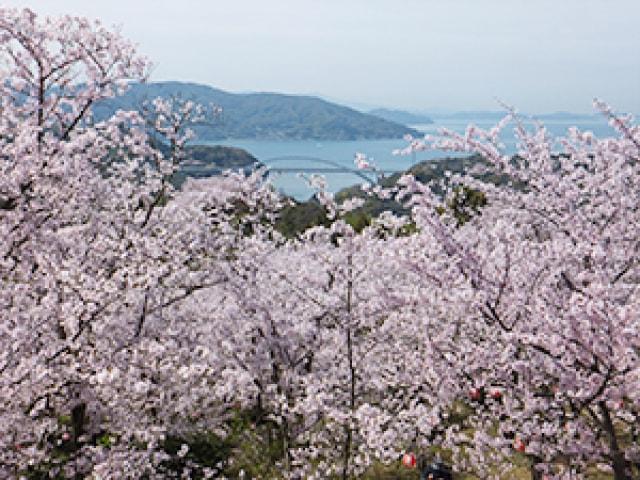 【桜・見ごろ】開山公園