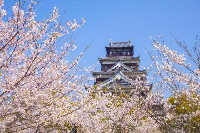 【桜・見ごろ】広島城