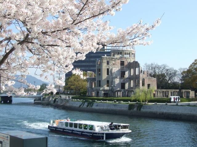 【桜・見ごろ】平和記念公園