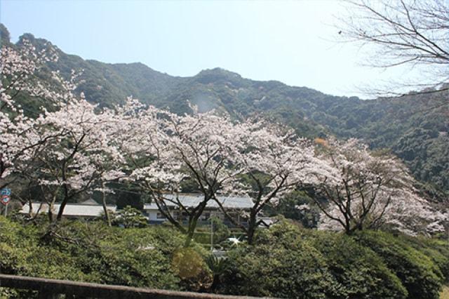 【桜・見ごろ】竜門ダム