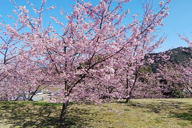 【桜・見ごろ】深川製磁チャイナ・オン・ザ・パーク