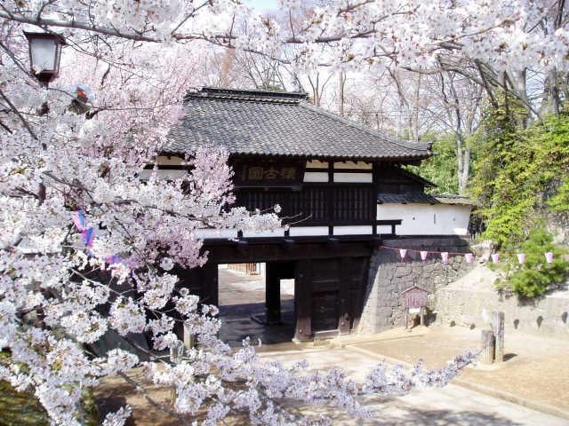 小諸城址懐古園 桜まつり