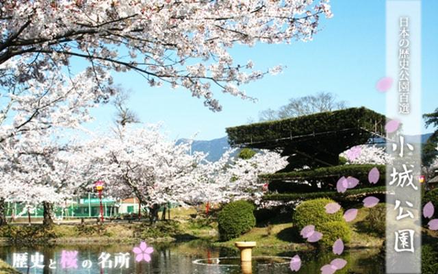 【桜・見ごろ】小城公園　2025