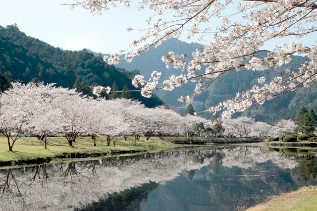 下北山村　さくら祭