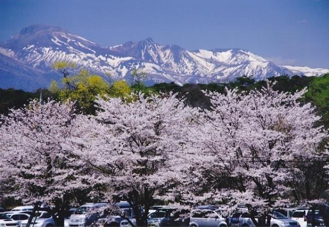 【桜・見ごろ】黒磯公園