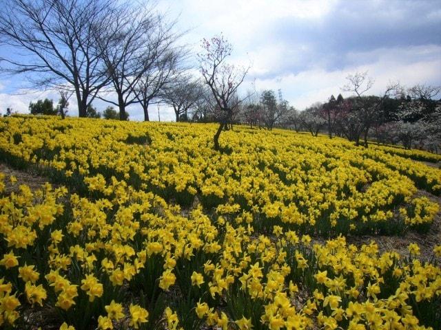 【花・見ごろ】東那須野公園　水仙