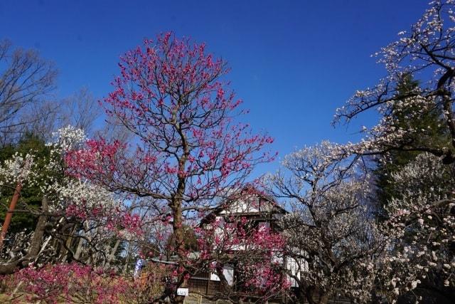 市制施行70周年記念　郷土の森　梅まつり