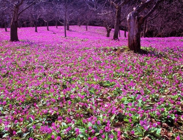 かたくり群生の郷開園