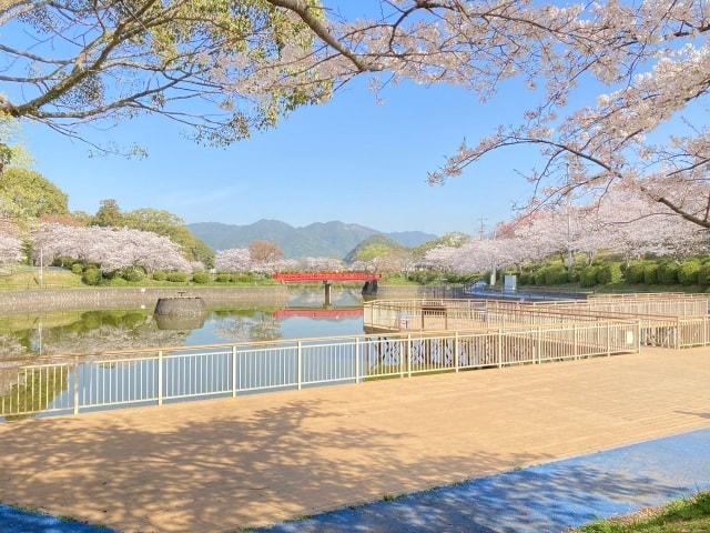 【桜・見ごろ】甘木公園