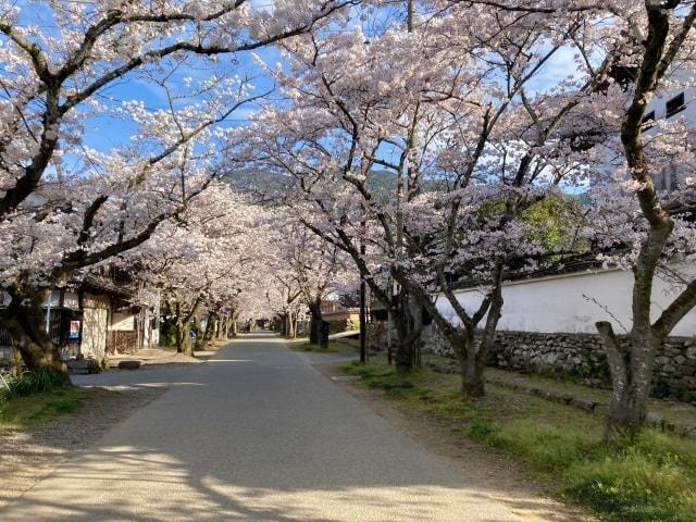 【桜・見ごろ】秋月杉の馬場通り