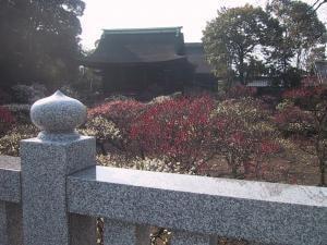 道明寺天満宮　梅まつり