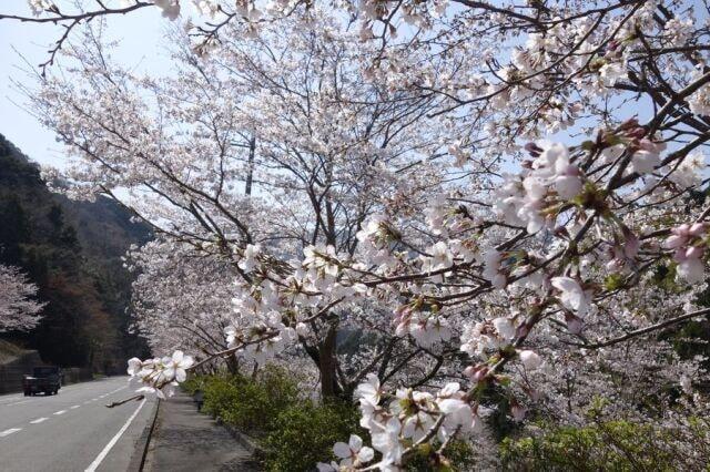 【桜・見ごろ】雨山の郷公園