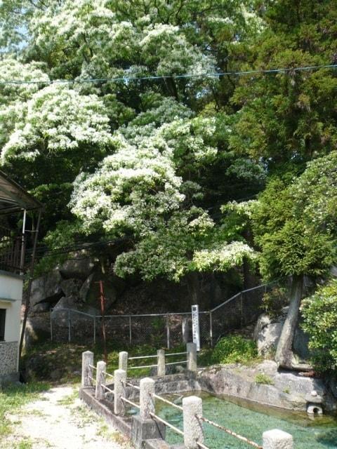 【花・見ごろ】釜戸のヒトツバタゴ自生地